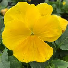 Pansy Spring Matrix Yellow
