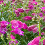 Penstemon x mexicali Red Rocks