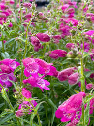 Penstemon x mexicali Red Rocks