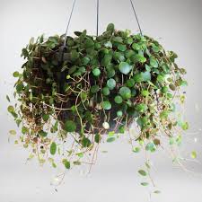 Peperomia Pepperspot