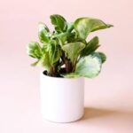 Peperomia obtusa Marble