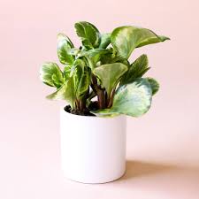 Peperomia obtu Marble