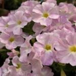 Petchoa SuperCal Premium Pink Mist