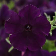 Petunia Easy Wave Navy Velour
