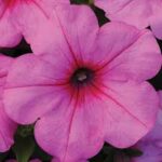 Petunia Easy Wave Pink Passion