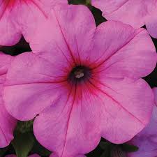 Petunia Easy Wave Pink Passion