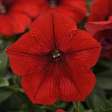 Petunia Easy Wave Red