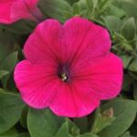 Petunia Easy Wave Rose