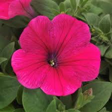 Petunia Easy Wave Rose