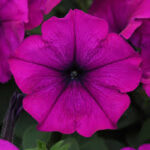 Petunia Easy Wave Violet