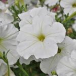 Petunia Easy Wave White