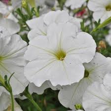 Petunia Easy Wave White