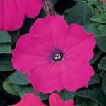 Petunia Madness Magenta
