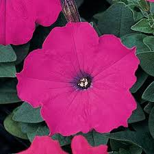 Petunia Madness Magenta