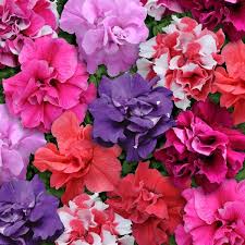Petunia Madness Mix Double