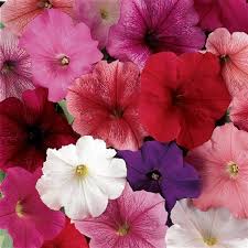 Petunia Madness Mix