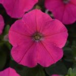 Petunia Madness Rose