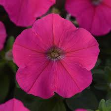 Petunia Madness Rose