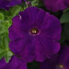 Petunia Madness Royal