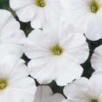 Petunia Madness White