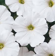 Petunia Madness White
