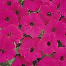 Petunia Tidal Wave Purple
