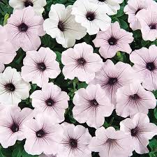 Petunia Tidal Wave Silver