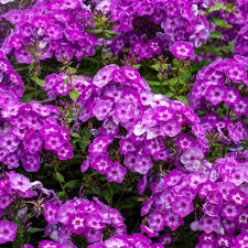 Phlox paniculata First Editions Grape Lollipop