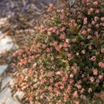 Physocarpus opulifolius First Editions Little Devil