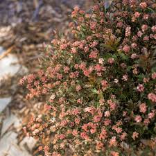 Physocarpus opulifolius