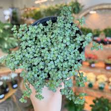 Pilea glauca Mystifall
