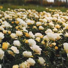 Popcorn Drift Rose