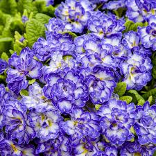 Primula vulgaris Blue Ripples