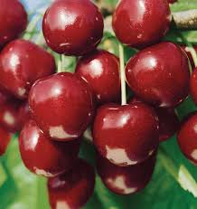 Prunus North Star Cherry