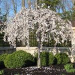 Prunus Snow Fountains Cherry