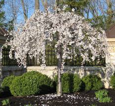 Prunus Snow Fountains Cherry