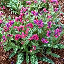 Pulmonaria Raspberry Splash