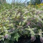 Pycnanthemum x incanum Smokey Mountain Mint