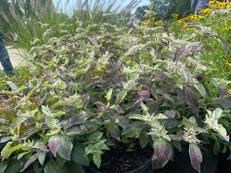 Pycnanthemum x incanum Smokey Mountain Mint