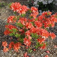 Rhododendron x kosteranum Mollis Azalea