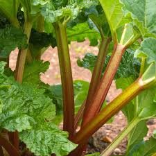 Rhubarb Victoria