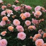 Rosa Apricot Drift Rose