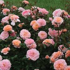 Rosa Apricot Drift Rose
