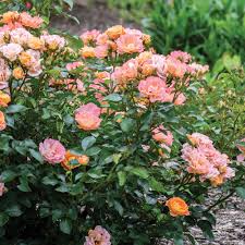 Rosa Peach Drift Rose