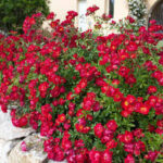 Rosa Red Drift Rose