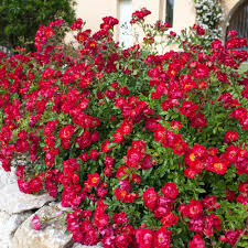 Rosa Red Drift Rose