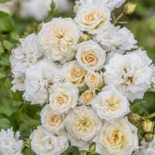 Rosa White Drift Rose