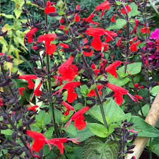Salvia Hummingbird Forest Fire