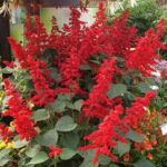 Salvia Red Hot Sally II