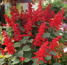 Salvia Red Hot Sally II